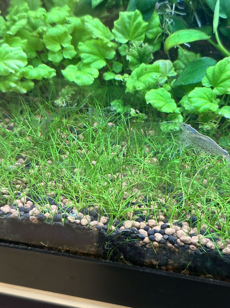 Dwarf Hair Grass Carpeting Plants