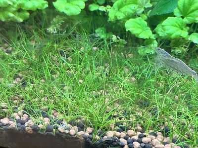 Dwarf Hair Grass Carpeting Plants