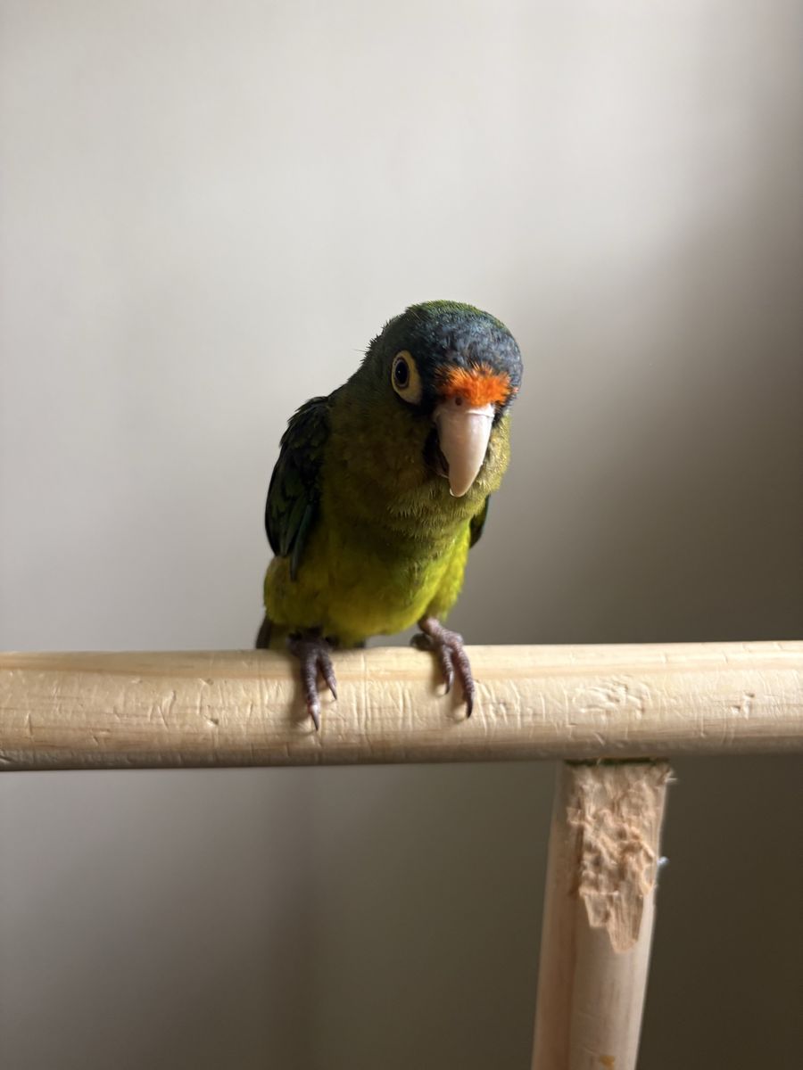 Halfmoon Conure