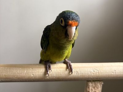 Halfmoon Conure