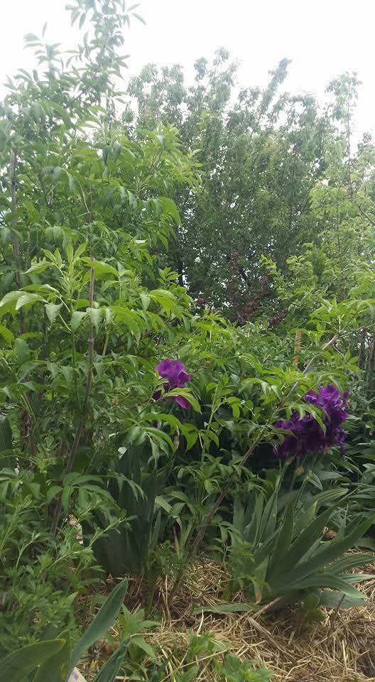 Mulberry, Concord and Niagara and Himrod White Grape, and other berry plant starts