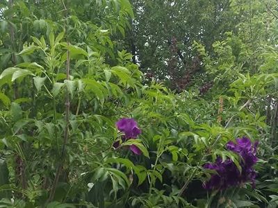 Mulberry, Concord and Niagara and Himrod White Grape, and other berry plant starts