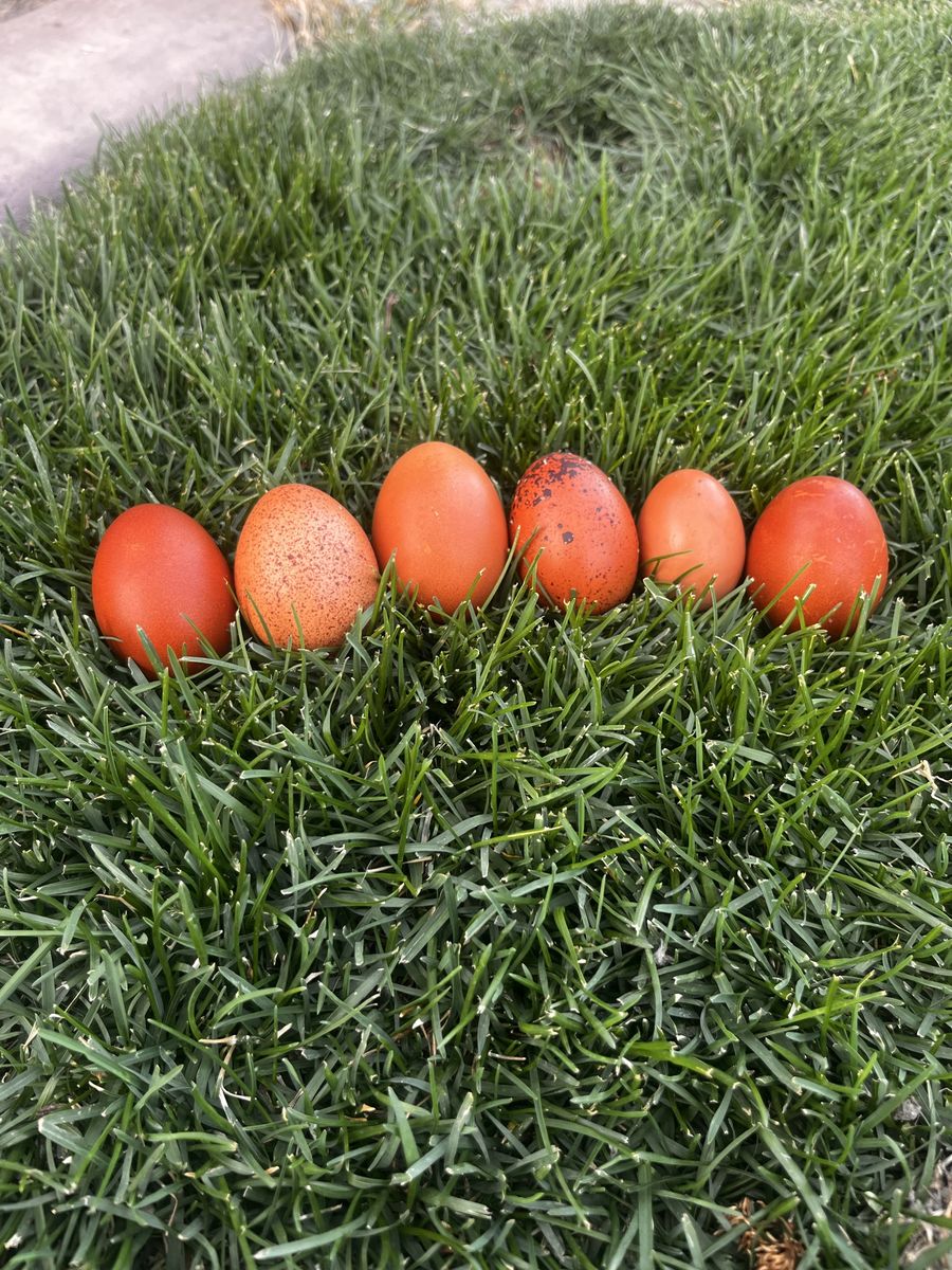 Fertilized Eggs black French Copper Maron