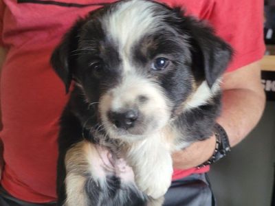 Mini Australian Shepherds