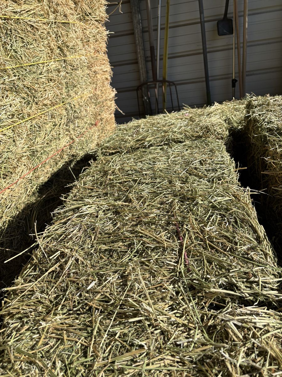 Alfalfa Hay