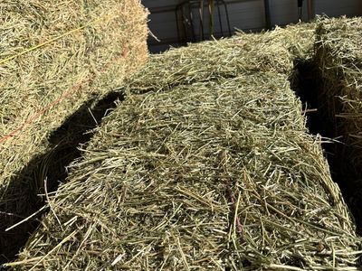 Alfalfa Hay