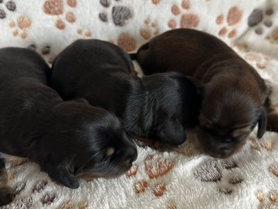 Long haired dachshund puppies. Super cute.