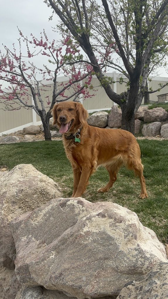 AKC Small Golden Retriever
