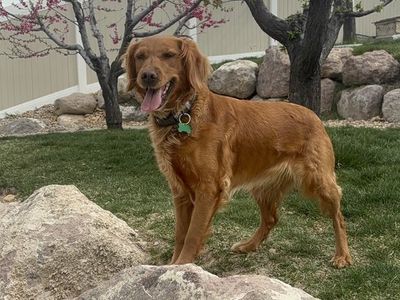 AKC Small Golden Retriever