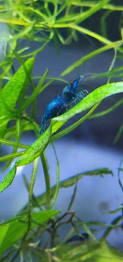 Blue Neocaridina Shrimp
