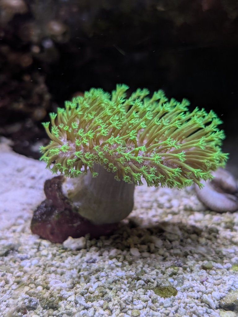 Neon green toadstool corals