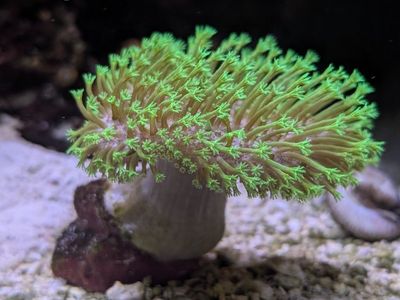 Neon green toadstool corals