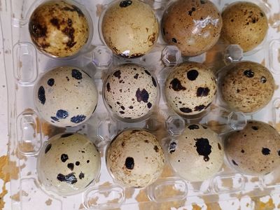 Corturnix quail hatching eggs. 1 dozen.