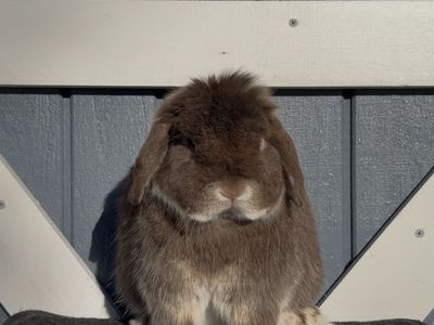 Holland Lop Buck - Pedigreed