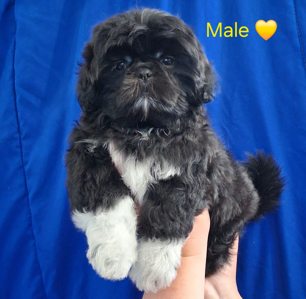 Shih Tzu male puppy purebred