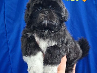 Shih Tzu male puppy purebred