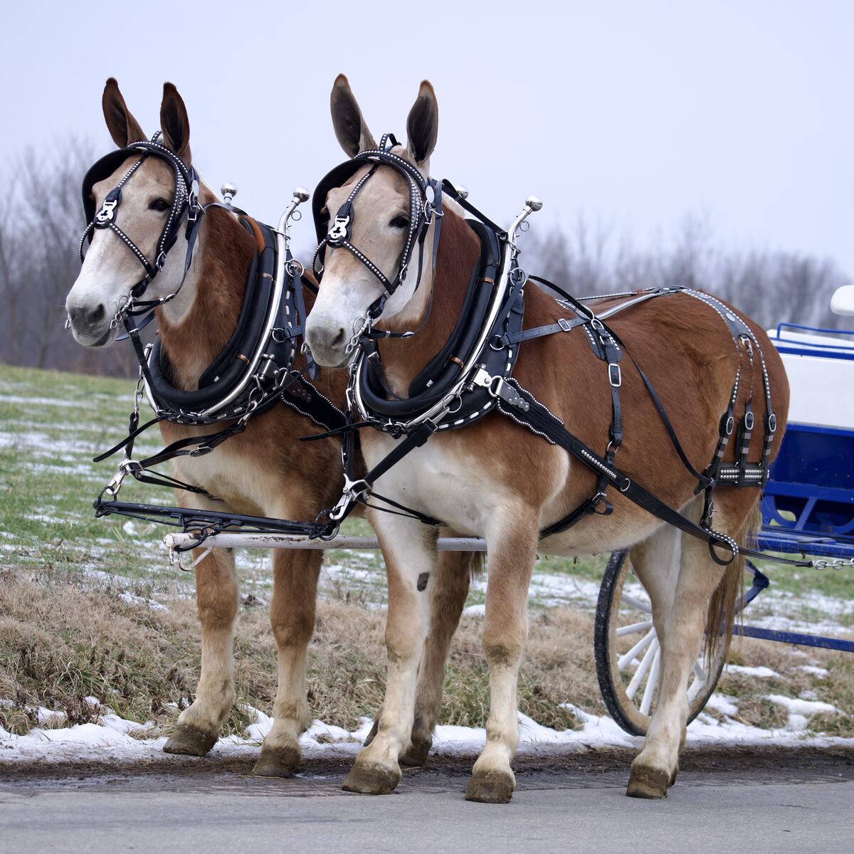 Team of Draft Molly Mules – Molly & Millie – 16 Hands Tall