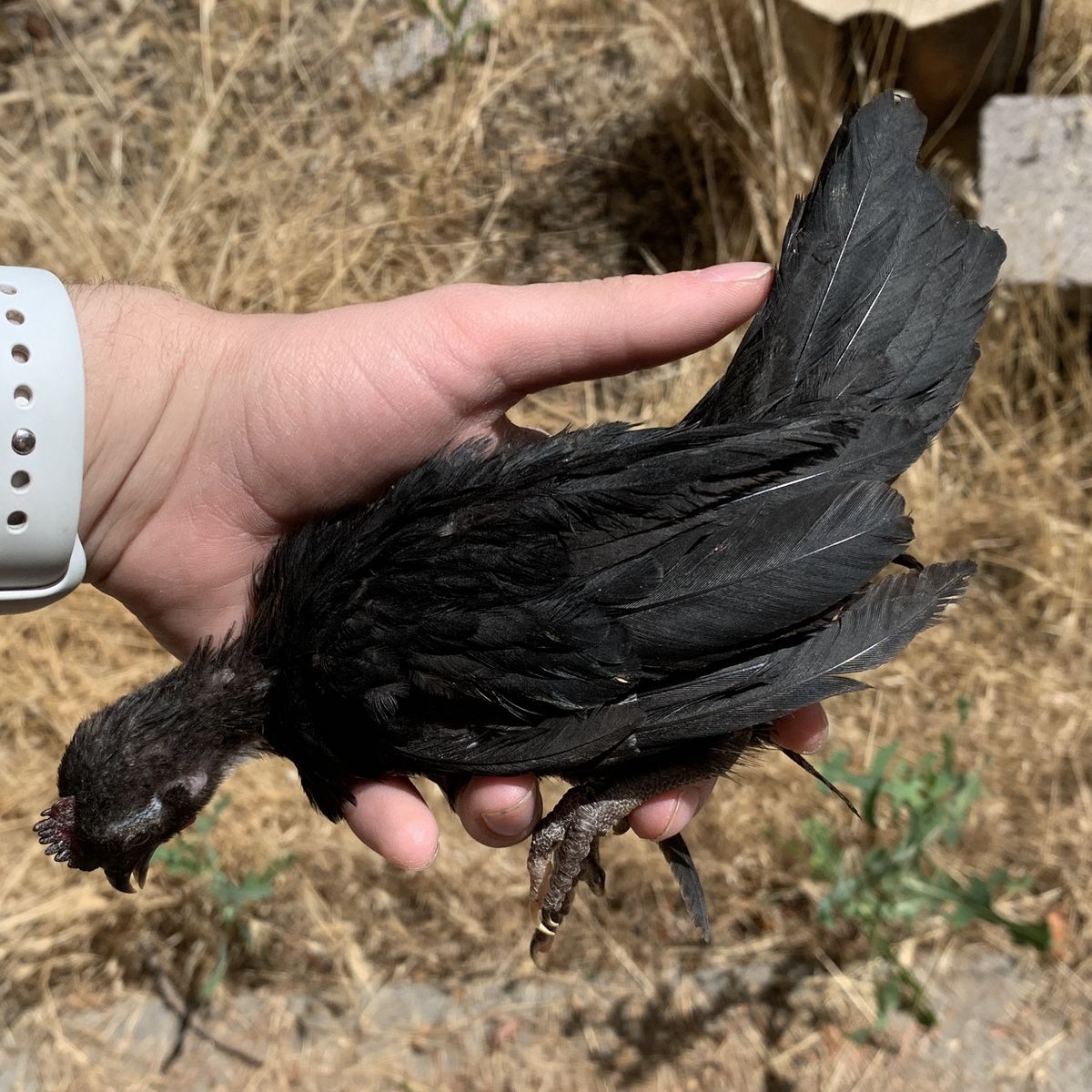 Micro Purebred Azteca Cockerel Coop-Ready Bantam Rooster