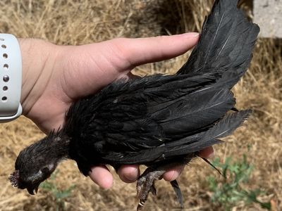 Micro Purebred Azteca Cockerel Coop-Ready Bantam Rooster