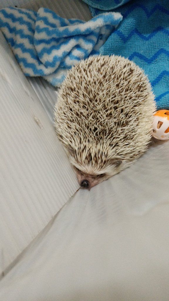 sweet hedgehog and cage