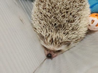 sweet hedgehog and cage