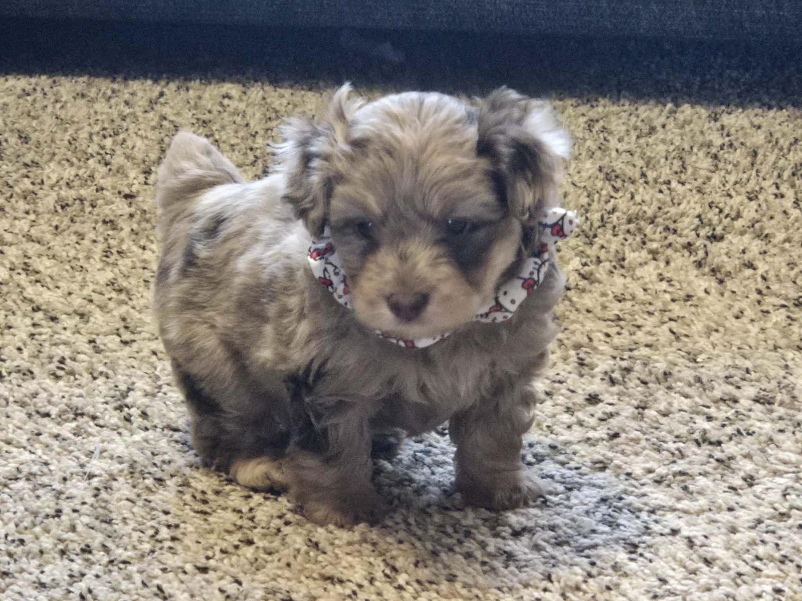 True toy male Aussiedoodle