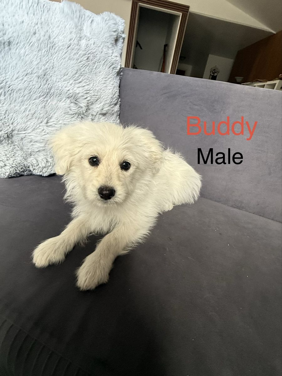Dog -  Pomapoo /Toy Poodle Puppies