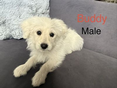 Dog - Pomapoo /Toy Poodle Puppies
