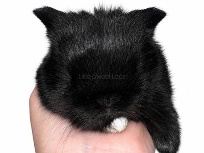 Holland Lops