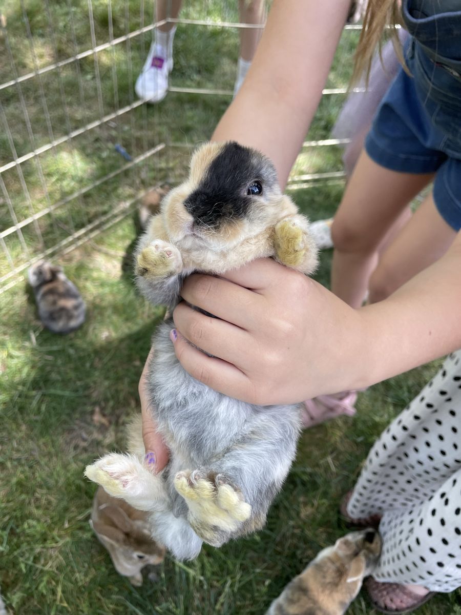 Baby Rabbits for Sale