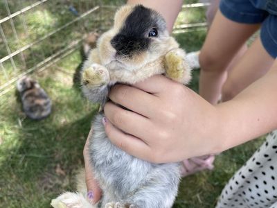 Baby Rabbits for Sale