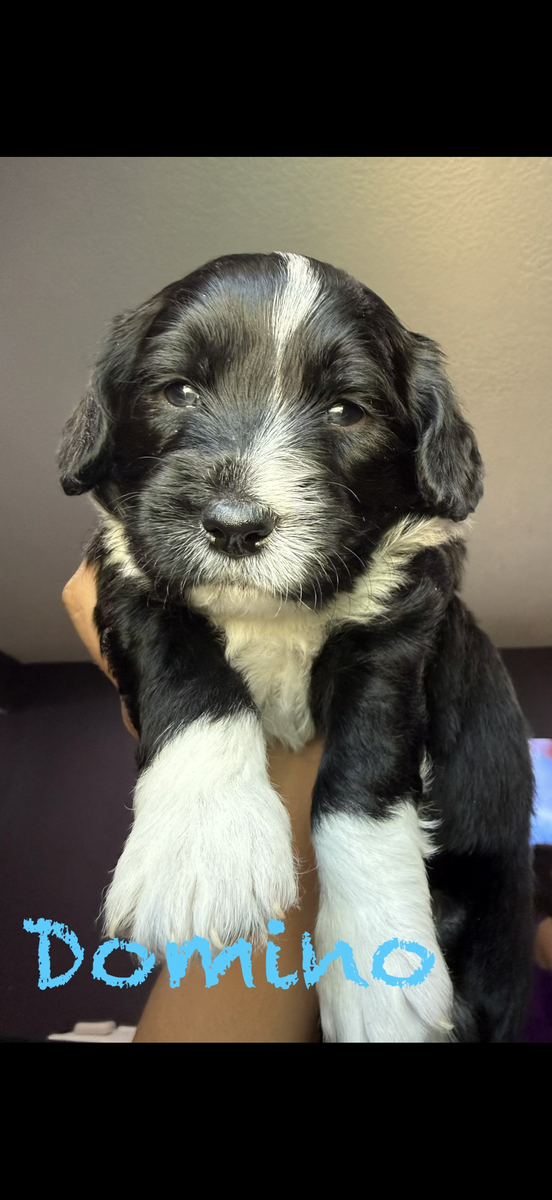 Corgipoo Puppies