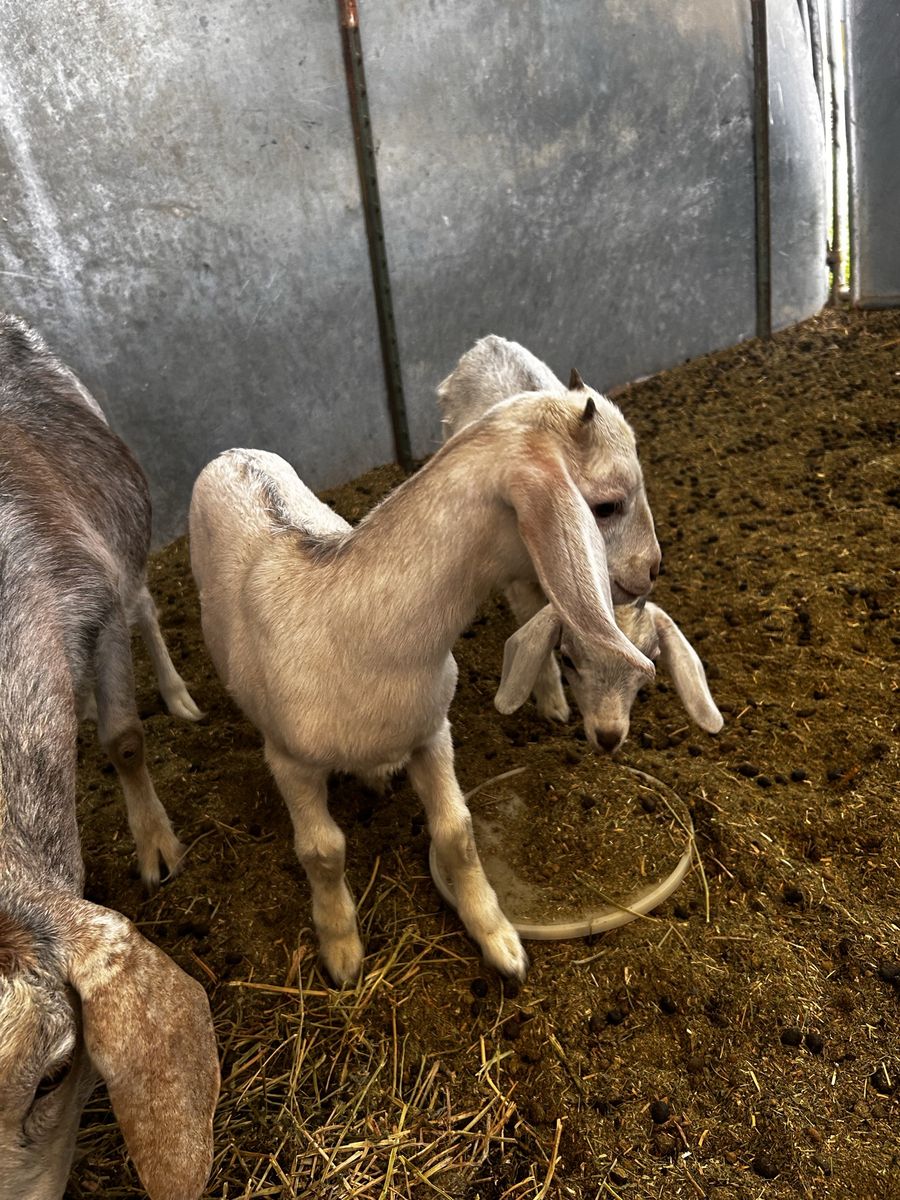 Main image 3