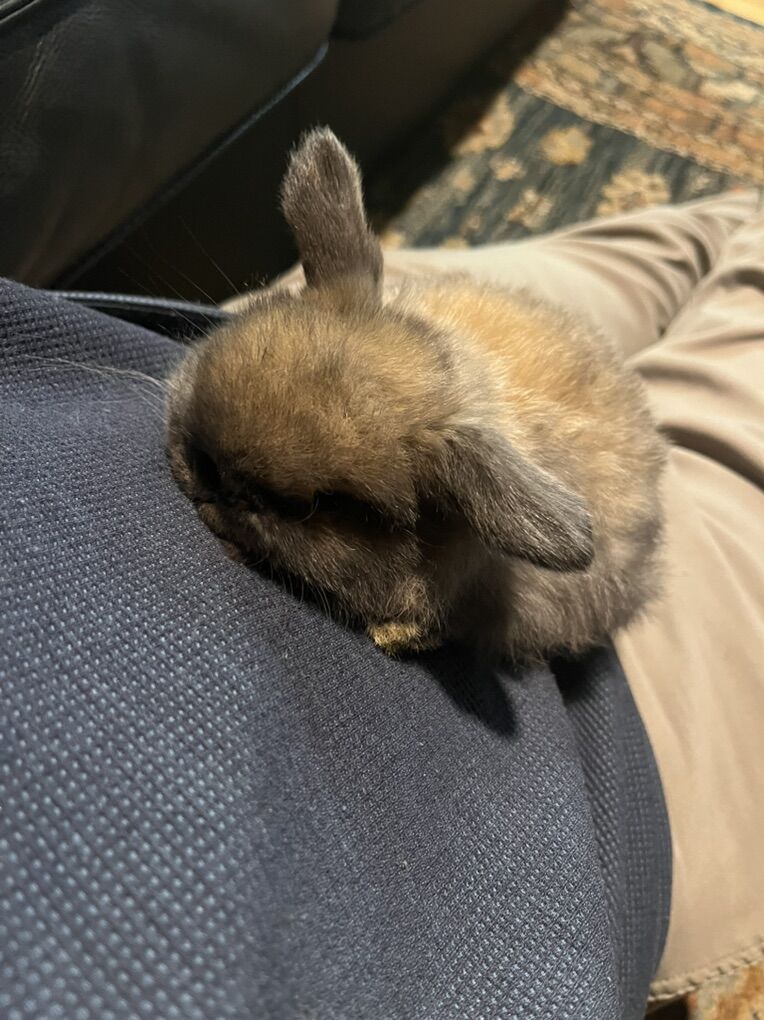 Pedigree holland Lop Bunny Ready March 4