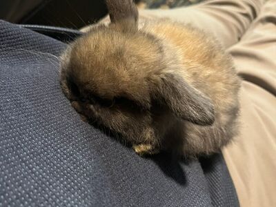 Pedigree holland Lop Bunny Ready March 4