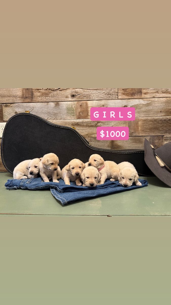 AKC Labrador Retriever Puppies
