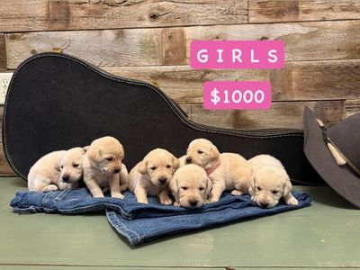 AKC Labrador Retriever Puppies