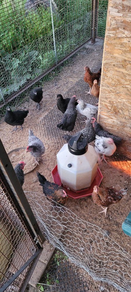 mixed pullets