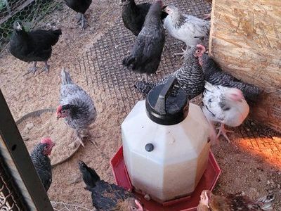 mixed pullets