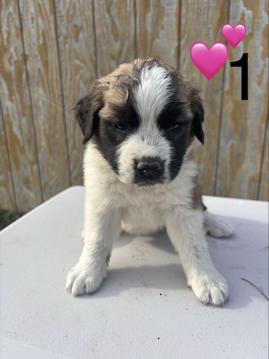 Saint Bernard Puppies