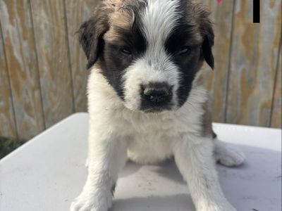 Saint Bernard Puppies