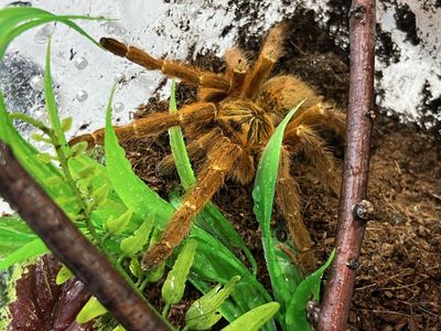 OBT Orange baboon tarantula female