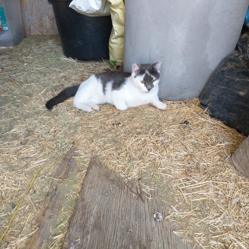 Neutered Male Cat