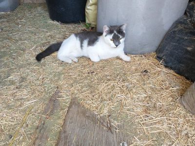 Neutered Male Cat