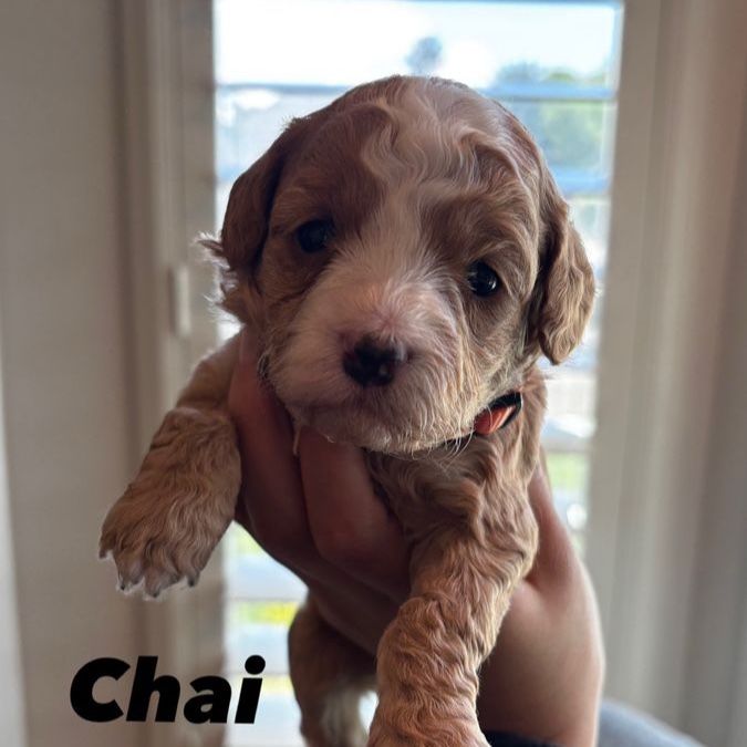 Mini Golden Doodle Puppies