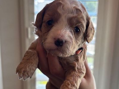 Mini Golden Doodle Puppies