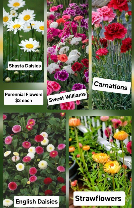 Perennial flowers! Carnations, Daisies, etc!