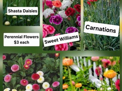 Perennial flowers! Carnations, Daisies, etc!