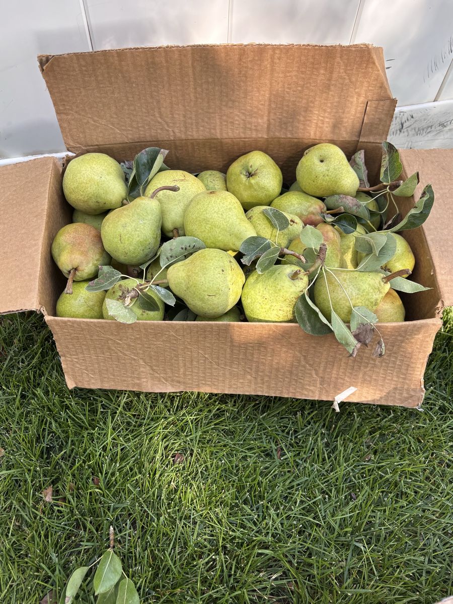 Fresh Picked Organic Bartlett Pears See Description 