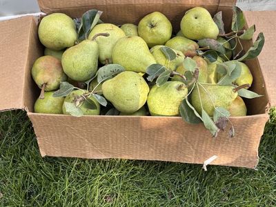 Fresh Picked Organic Bartlett Pears See Description